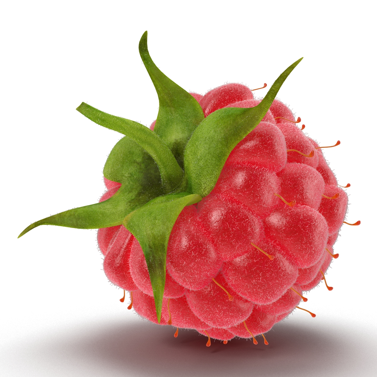 3D model Raspberry 2 with Fur