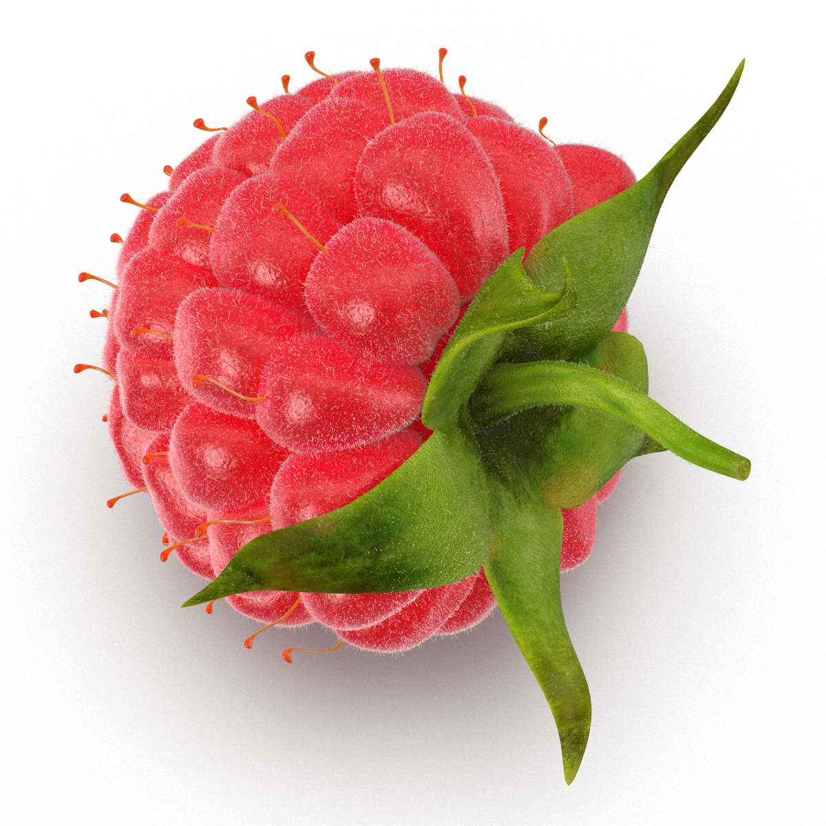 3D model Raspberry 2 with Fur