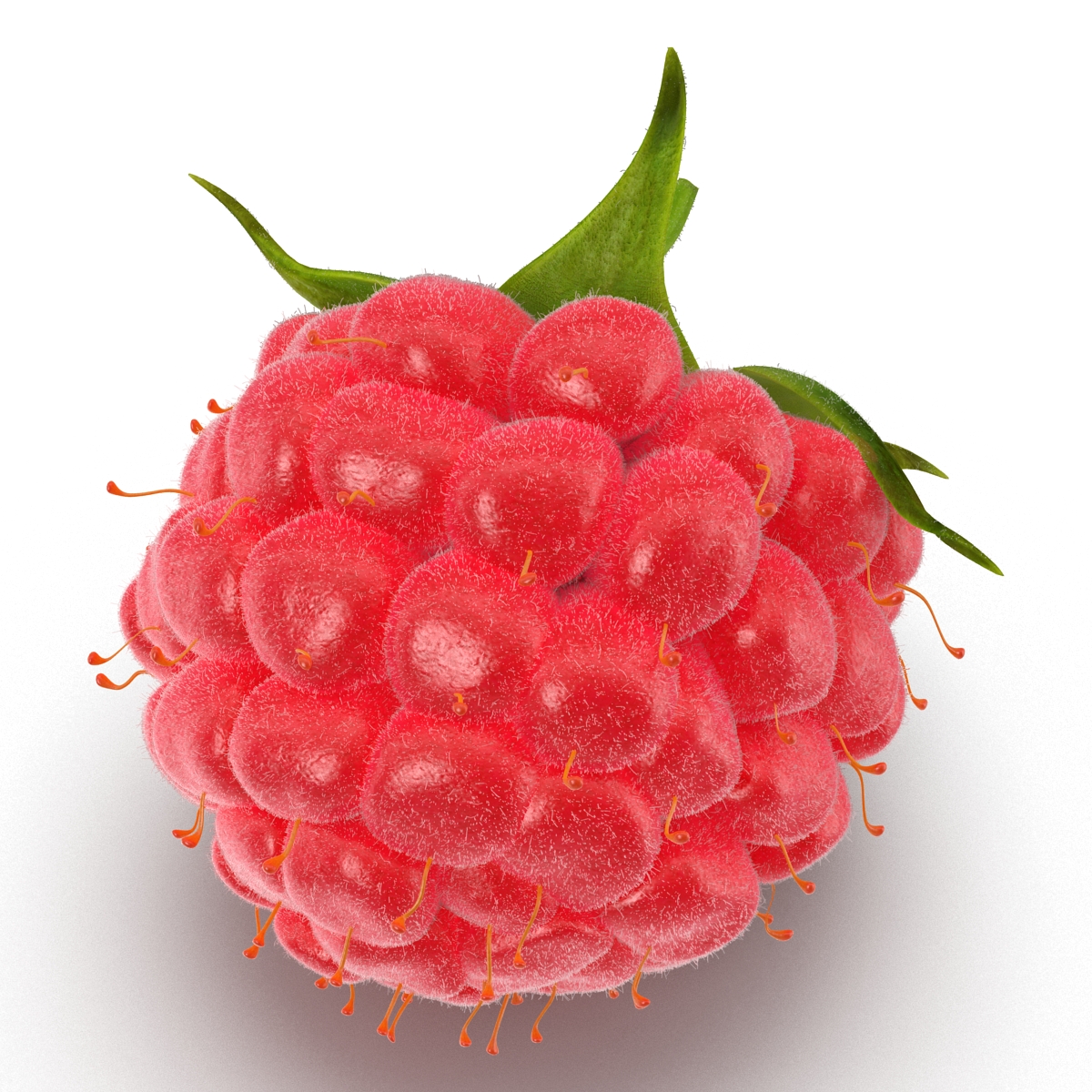 3D model Raspberry 2 with Fur