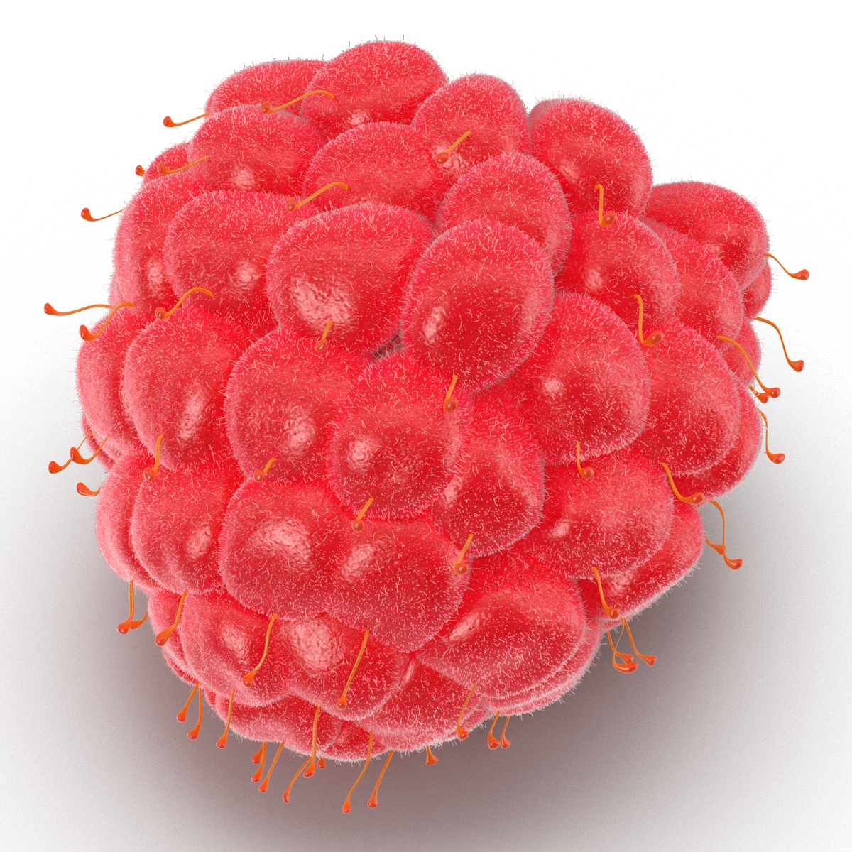 3D model Raspberry 4 with Fur