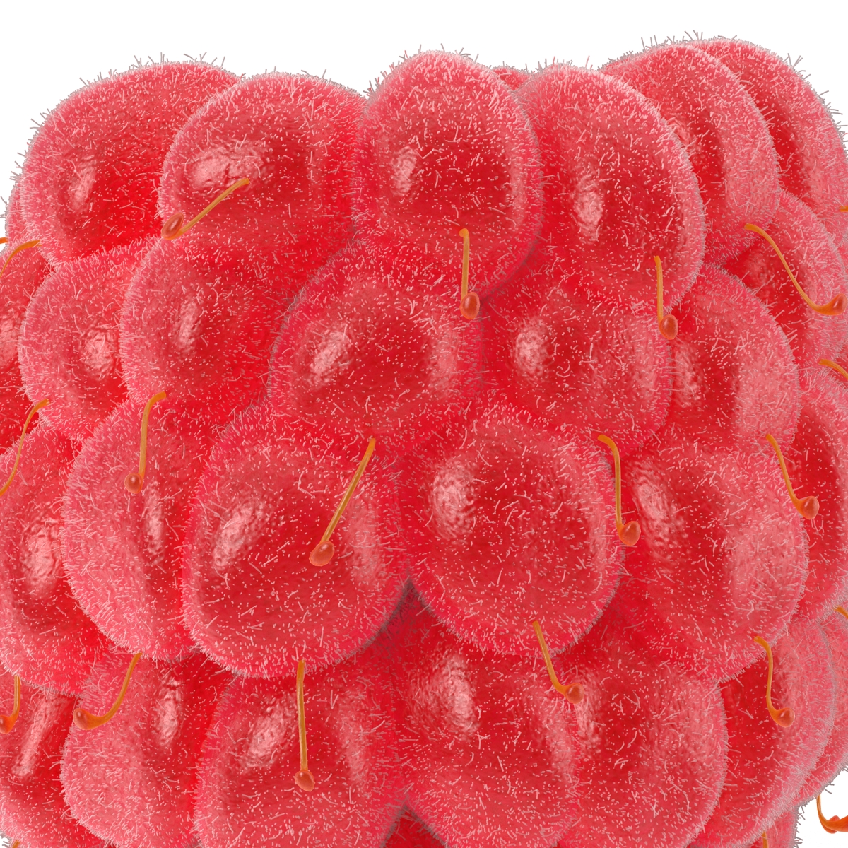 3D model Raspberry 4 with Fur