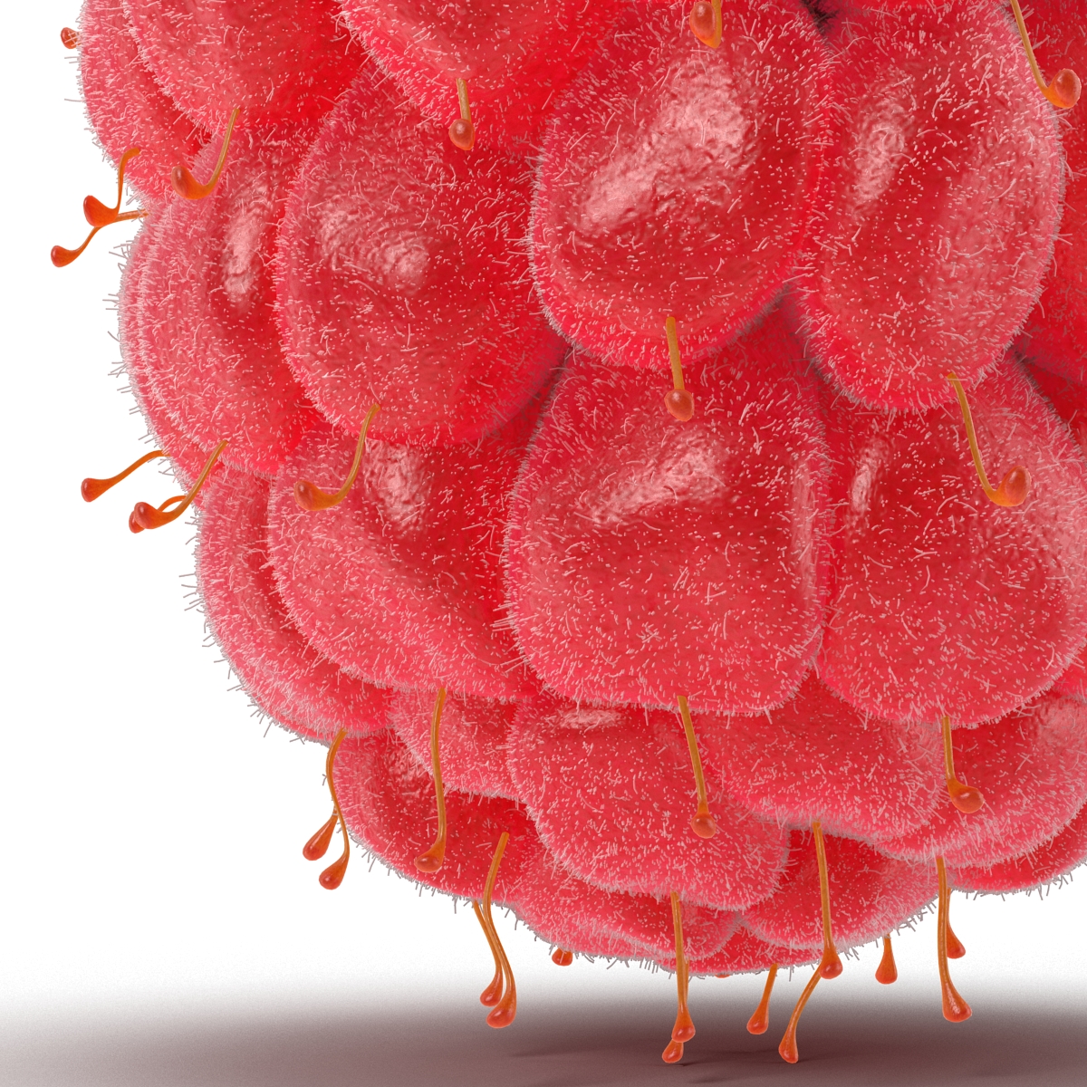 3D model Raspberry 5 with Fur