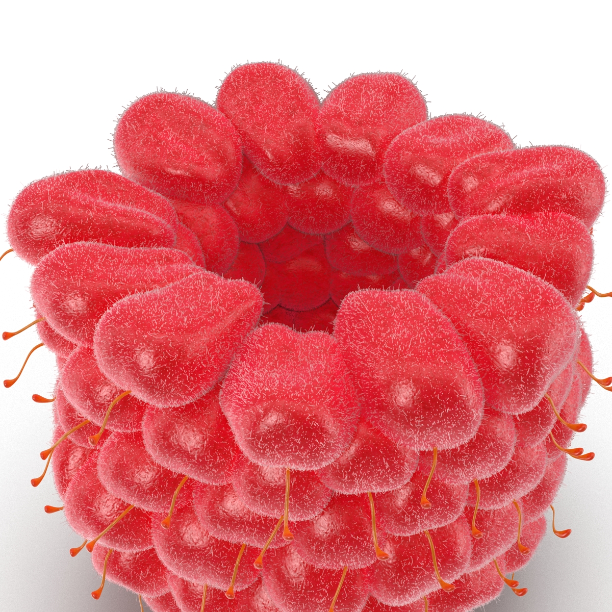 3D model Raspberry 6 with Fur