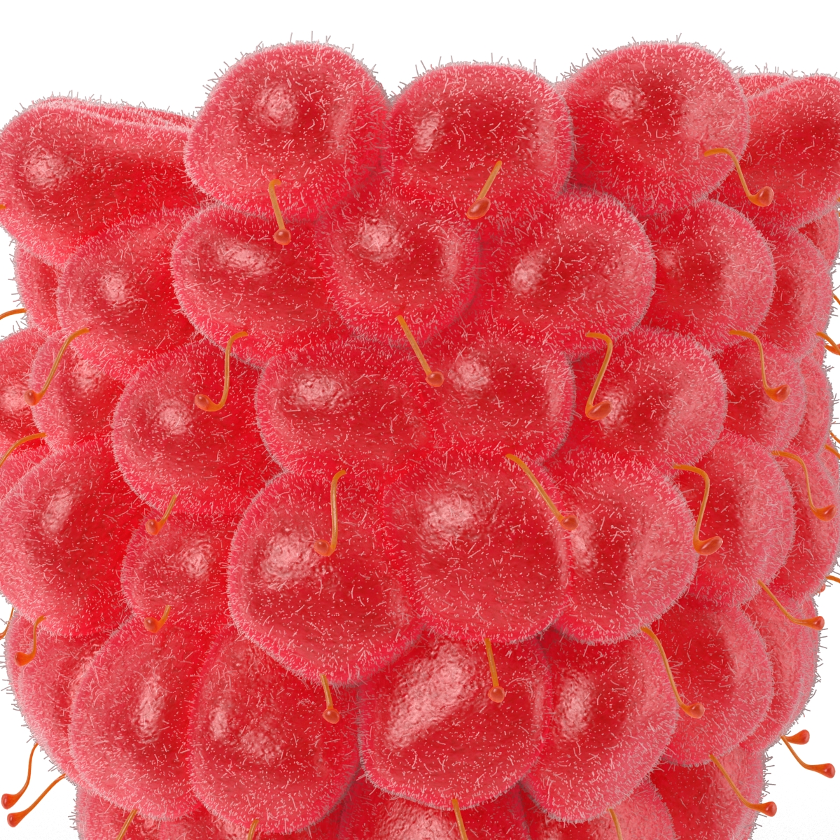 3D model Raspberry 6 with Fur