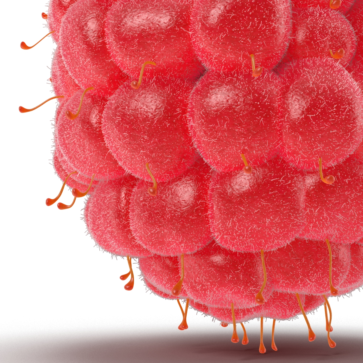 3D model Raspberry 6 with Fur