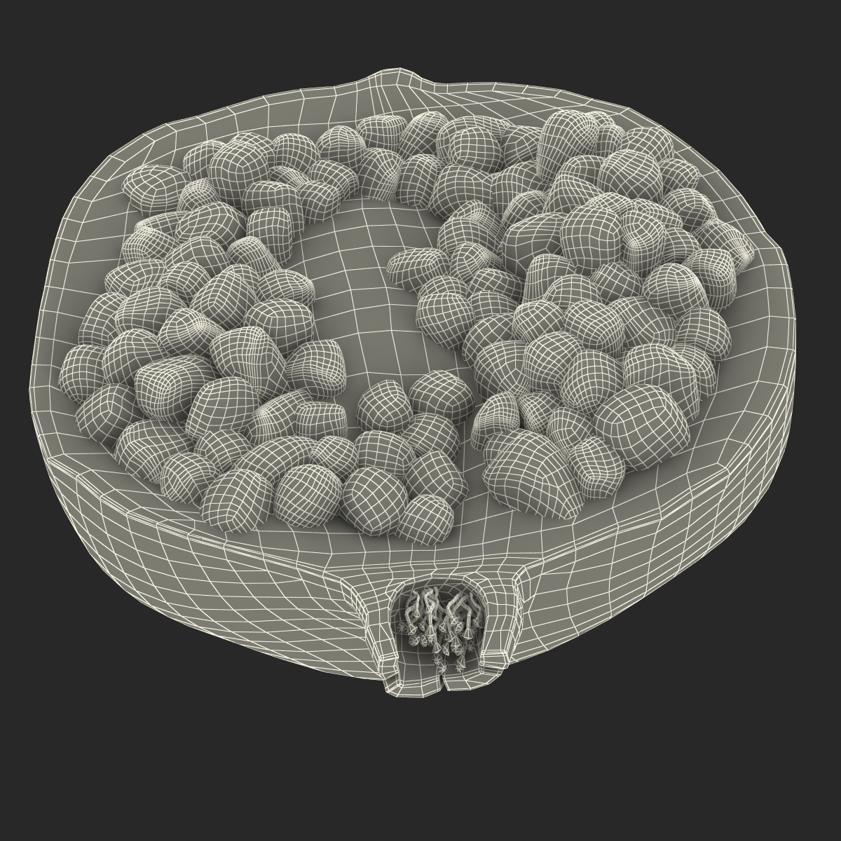 Pomegranate Cross Section 3 3D