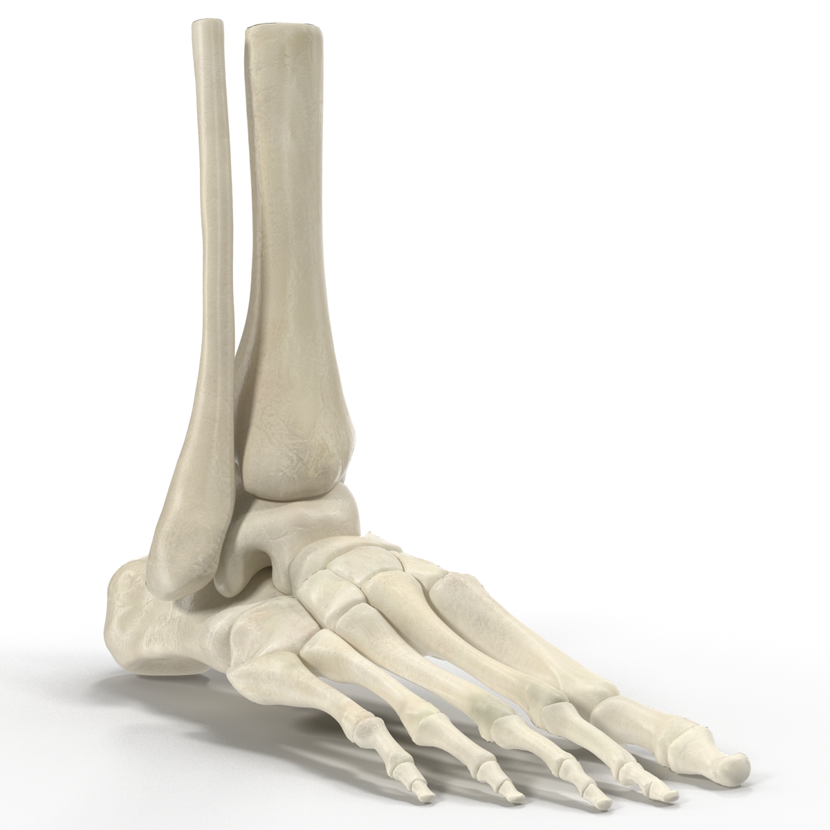 Human Skeleton Foot 3D model