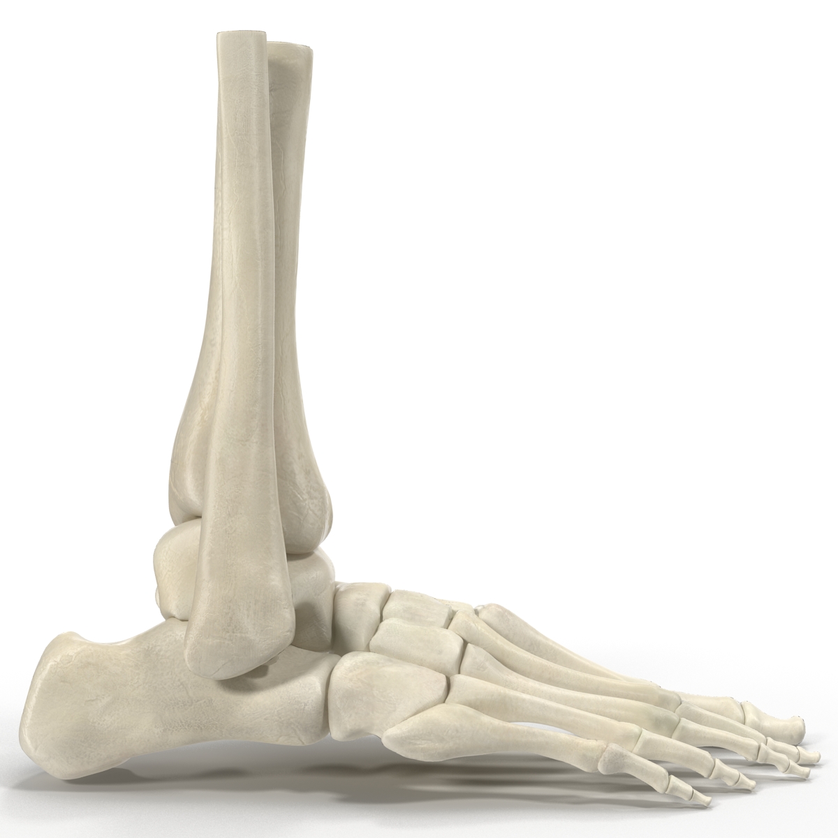 Human Skeleton Foot 3D model