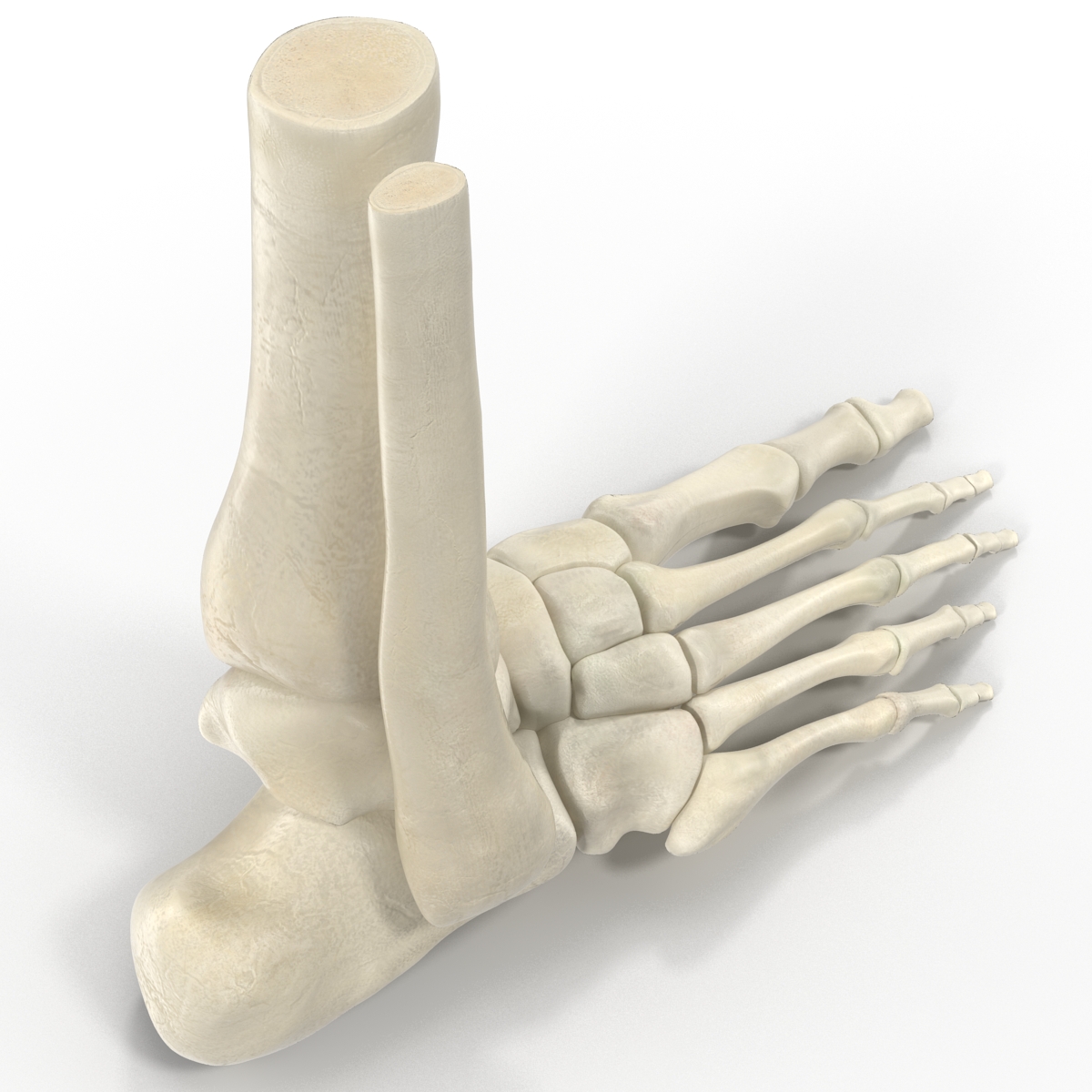 Human Skeleton Foot 3D model