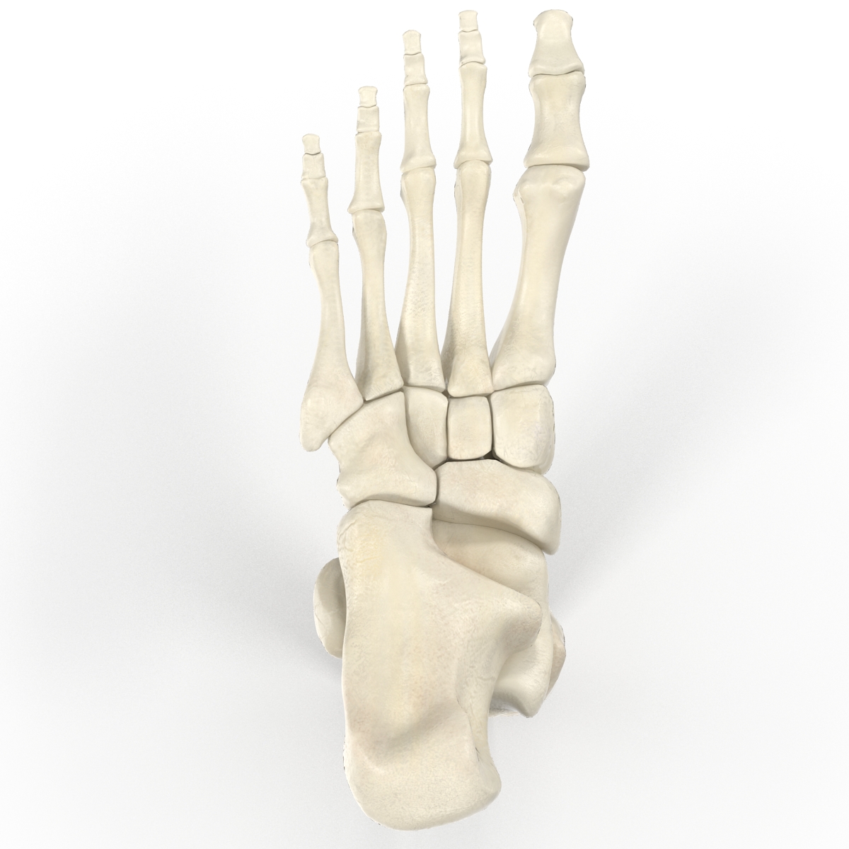 Human Skeleton Foot 3D model