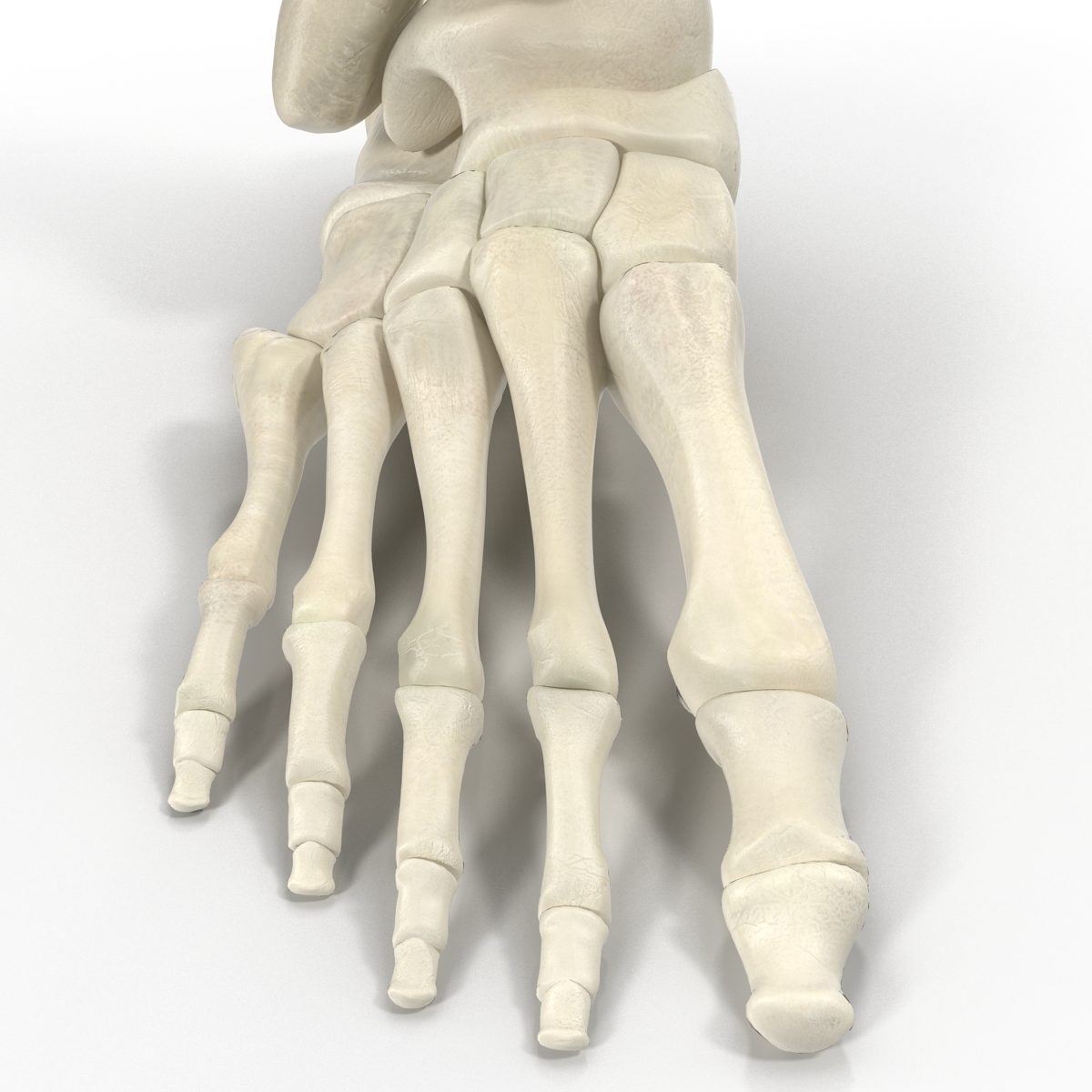 Human Skeleton Foot 3D model