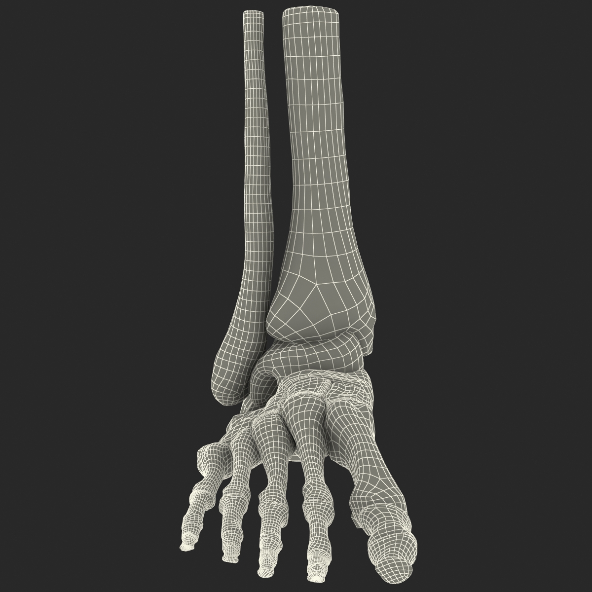 Human Skeleton Foot 3D model