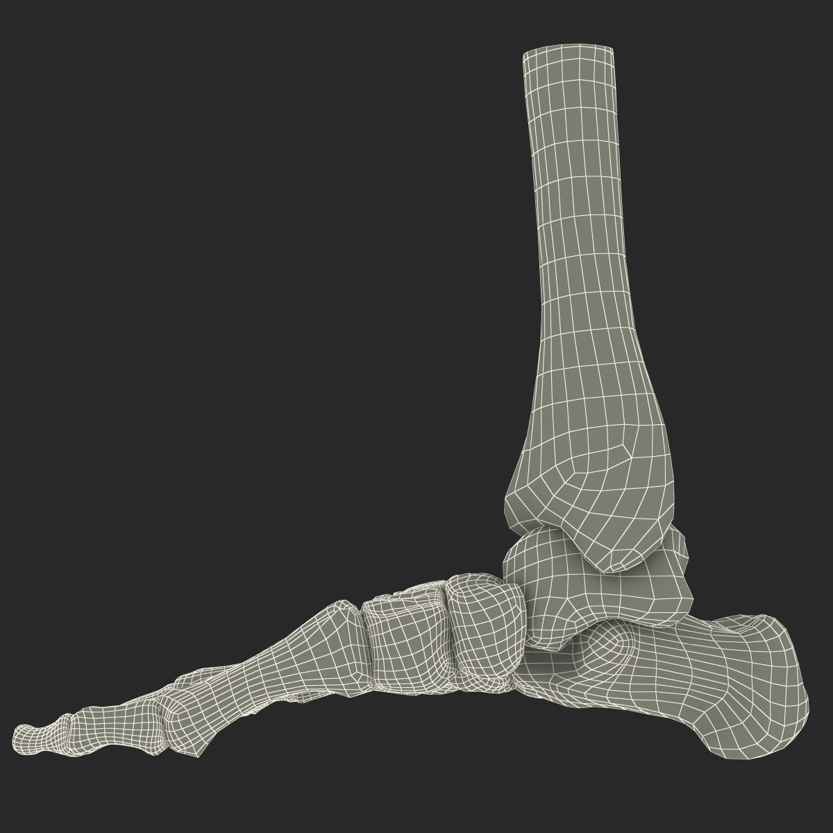 Human Skeleton Foot 3D model