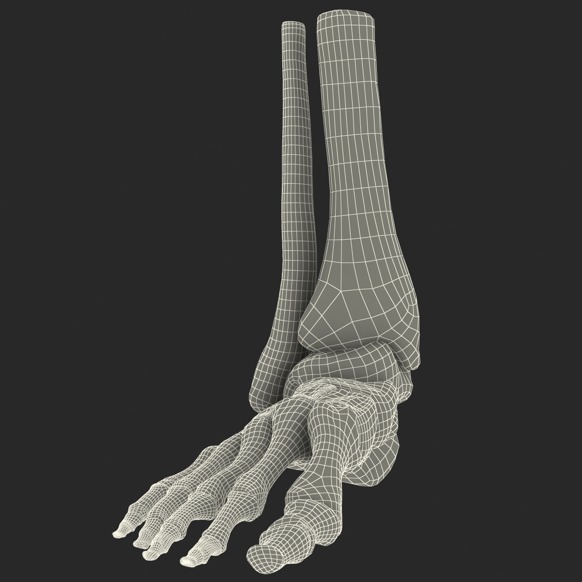 Human Skeleton Foot 3D model