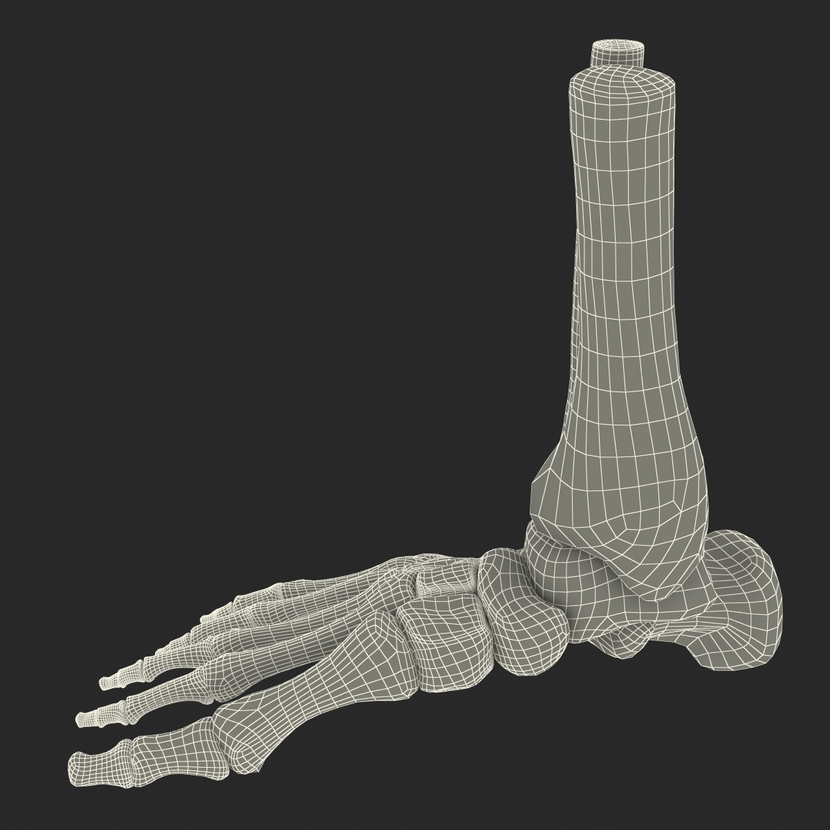 Human Skeleton Foot 3D model