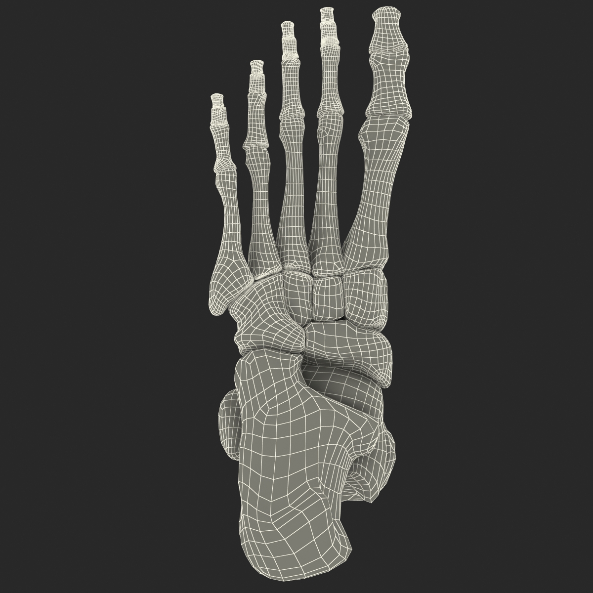 Human Skeleton Foot 3D model