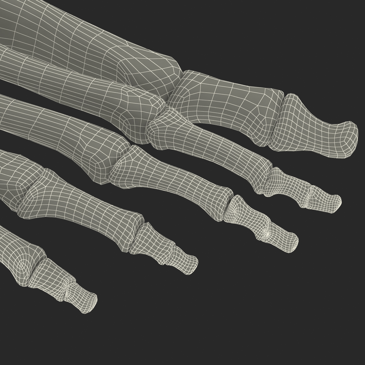 Human Skeleton Foot 3D model