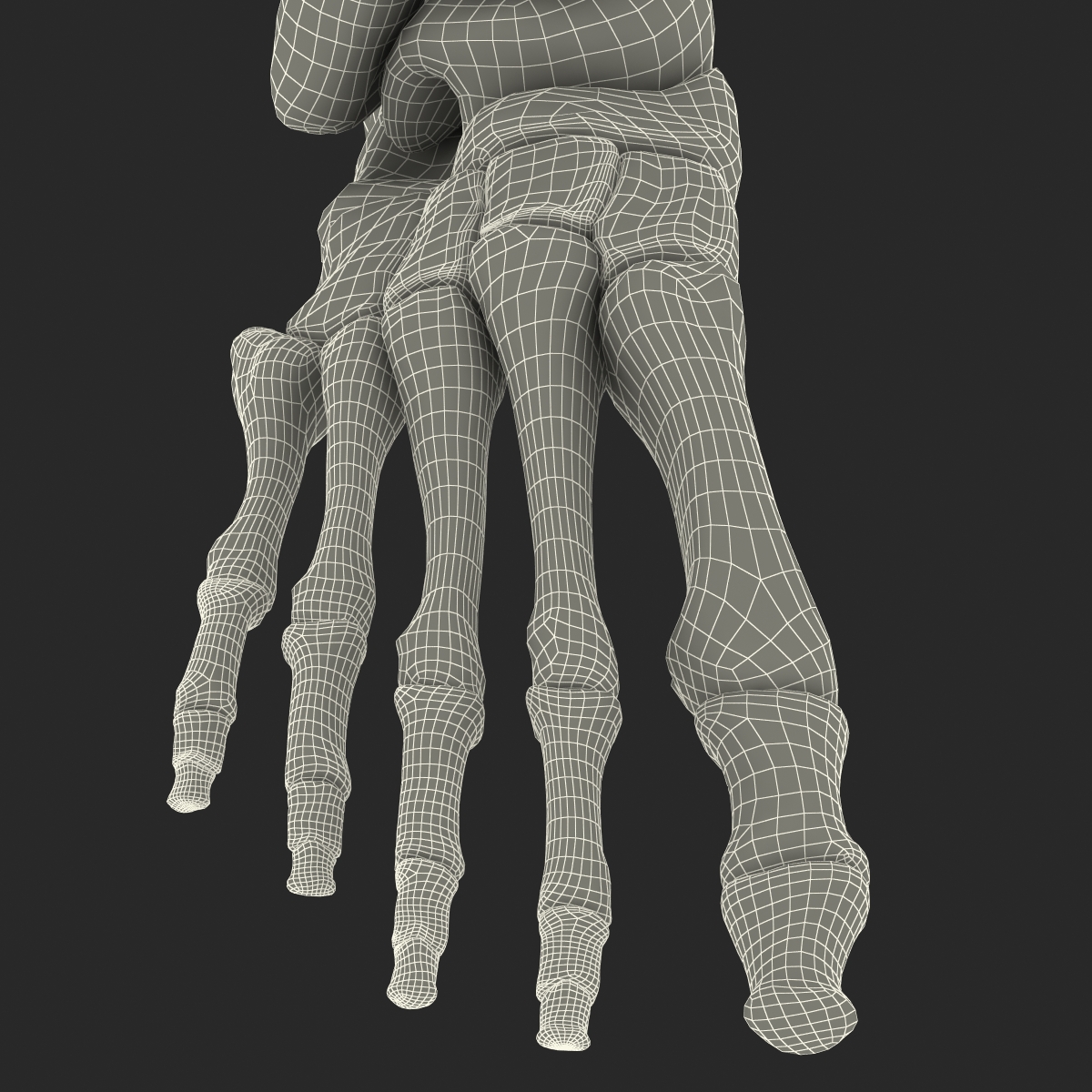 Human Skeleton Foot 3D model