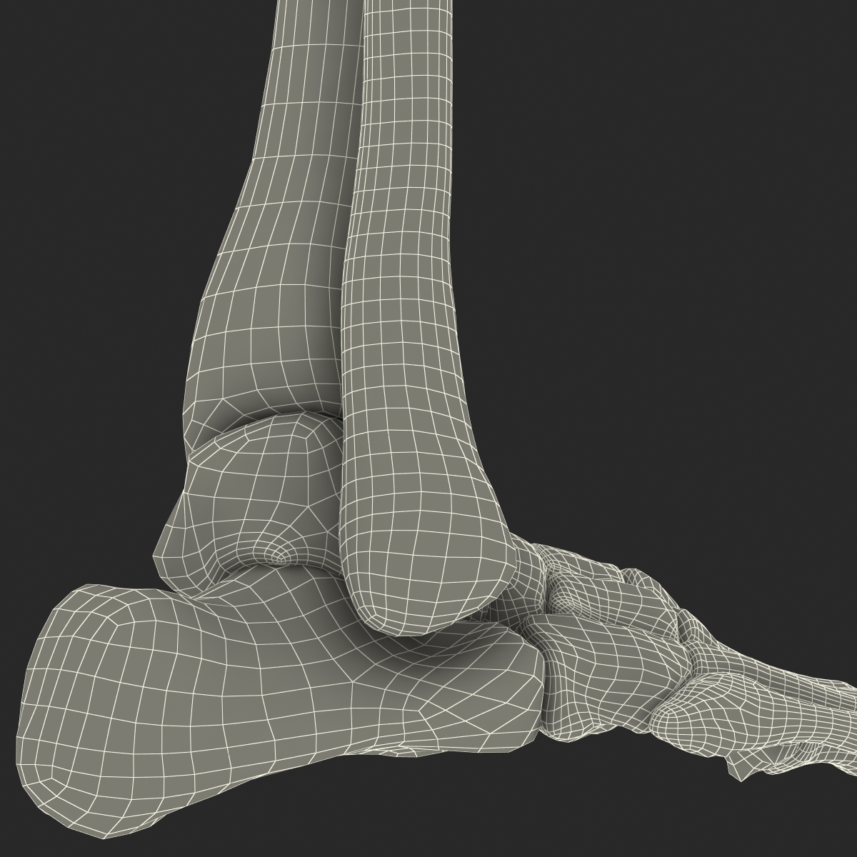 Human Skeleton Foot 3D model