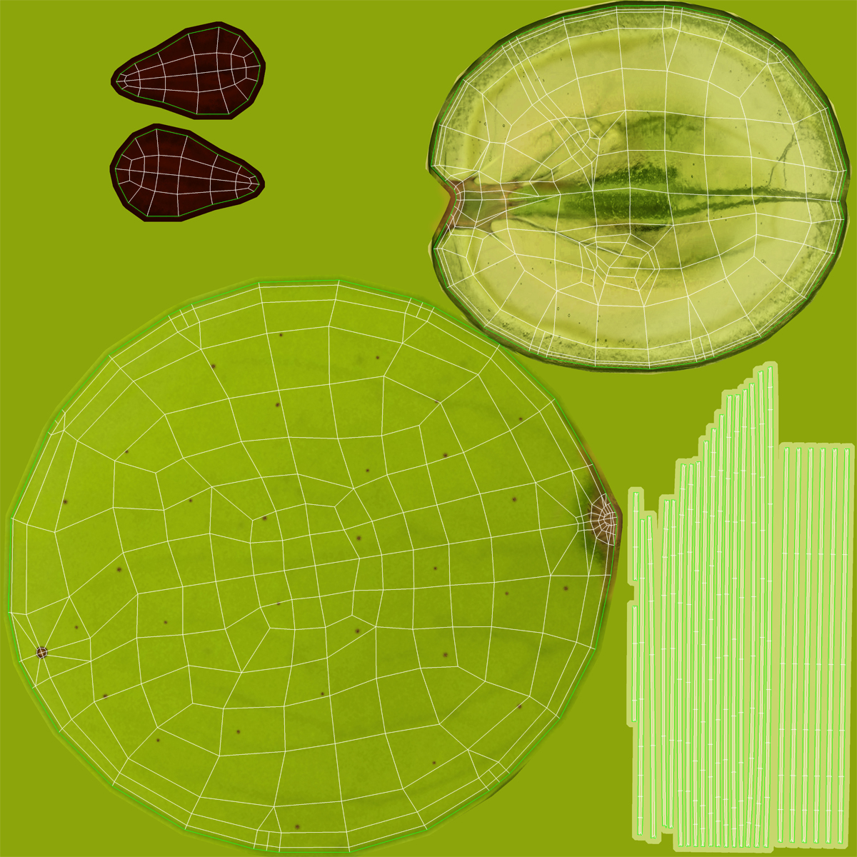 3D model Green Grape Cross Section