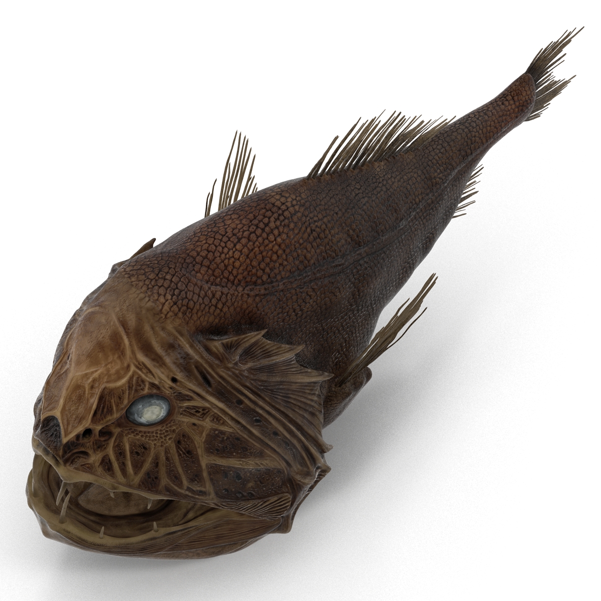 3D Fangtooth Fish 2