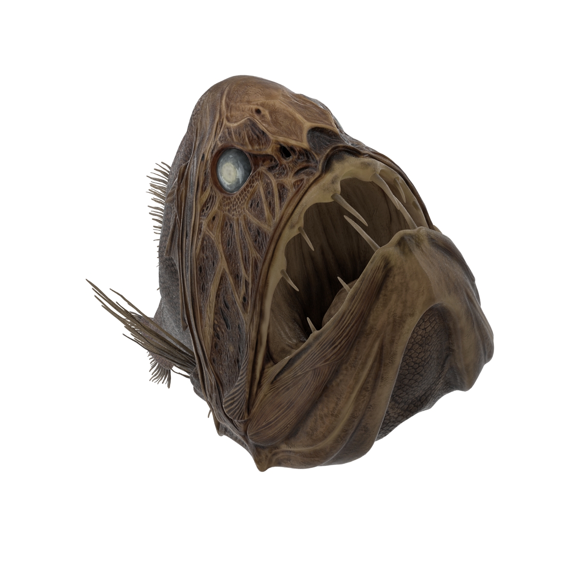 3D Fangtooth Fish 2