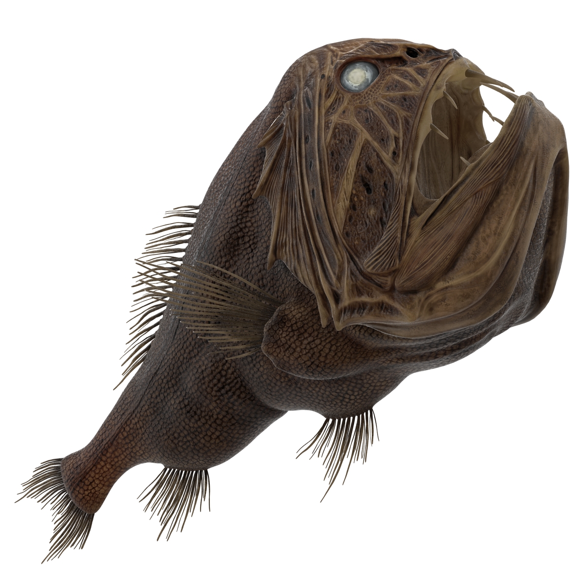 3D Fangtooth Fish 2