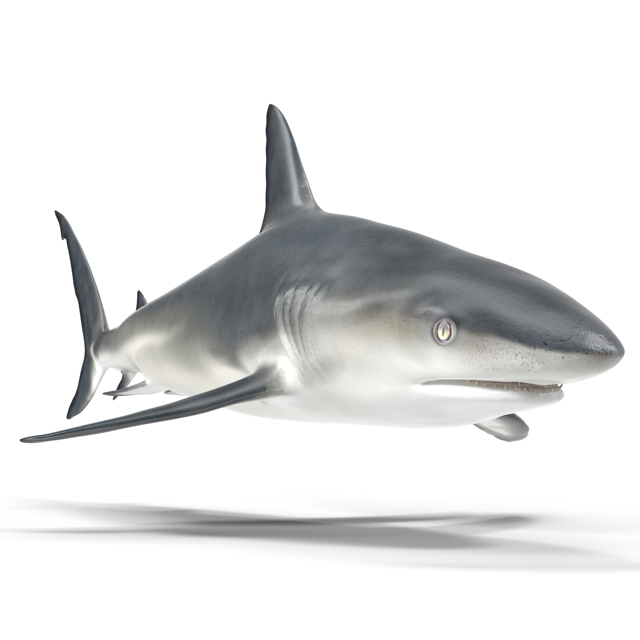 3D model Caribbean Reef Shark