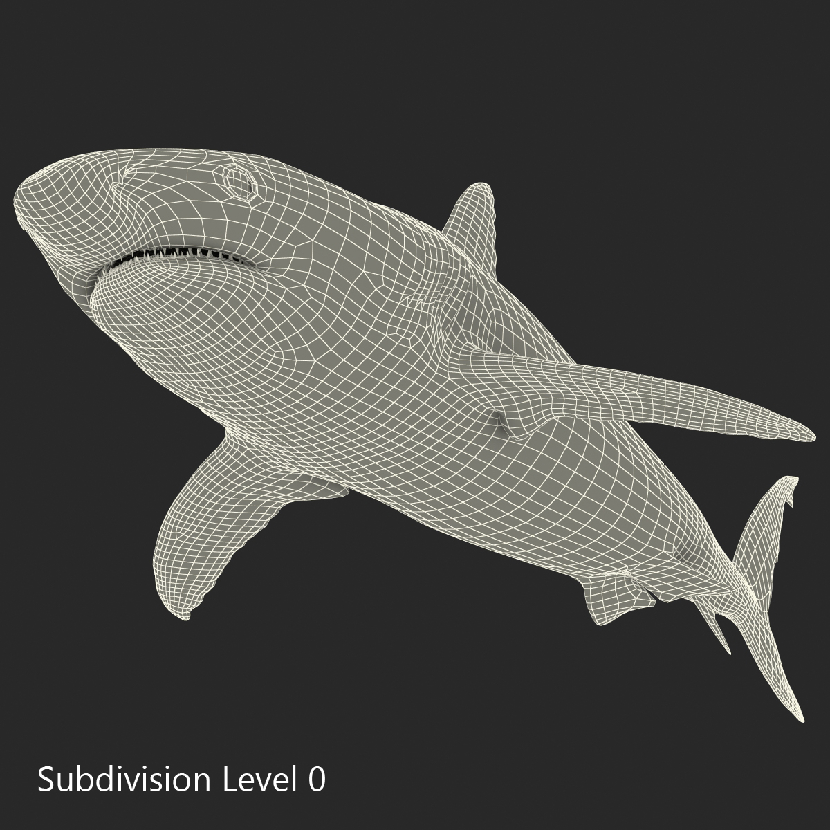 3D model Caribbean Reef Shark