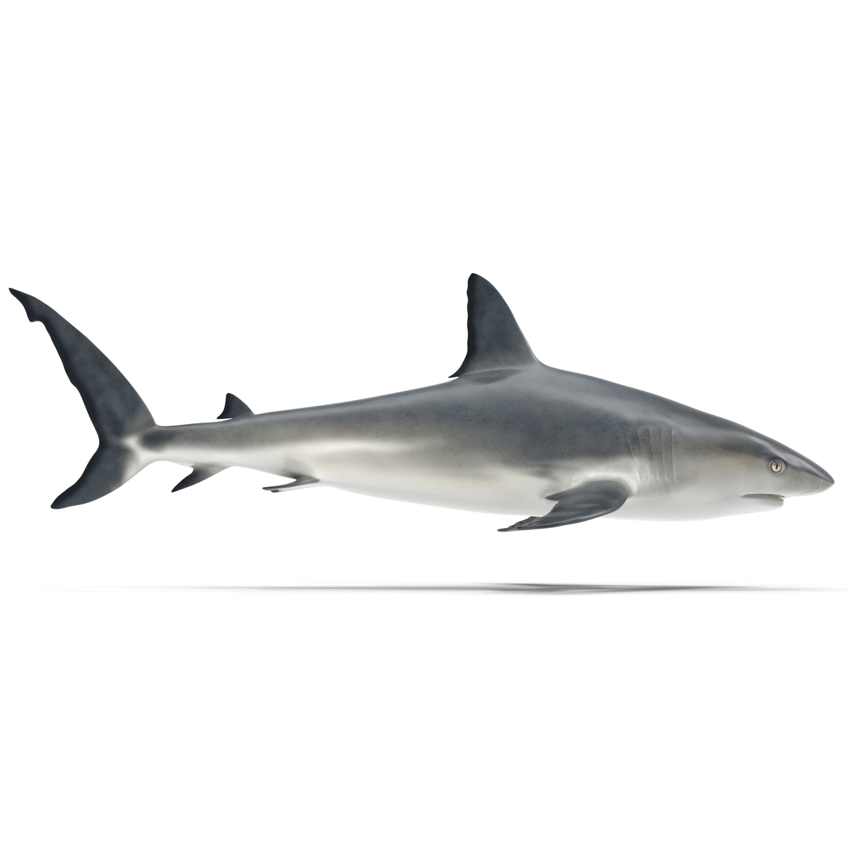 3D model Caribbean Reef Shark