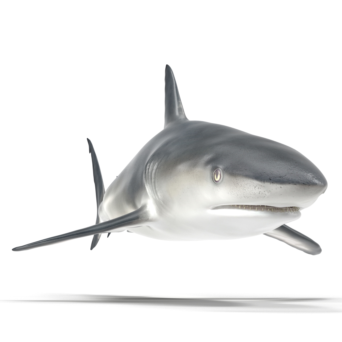 3D model Caribbean Reef Shark