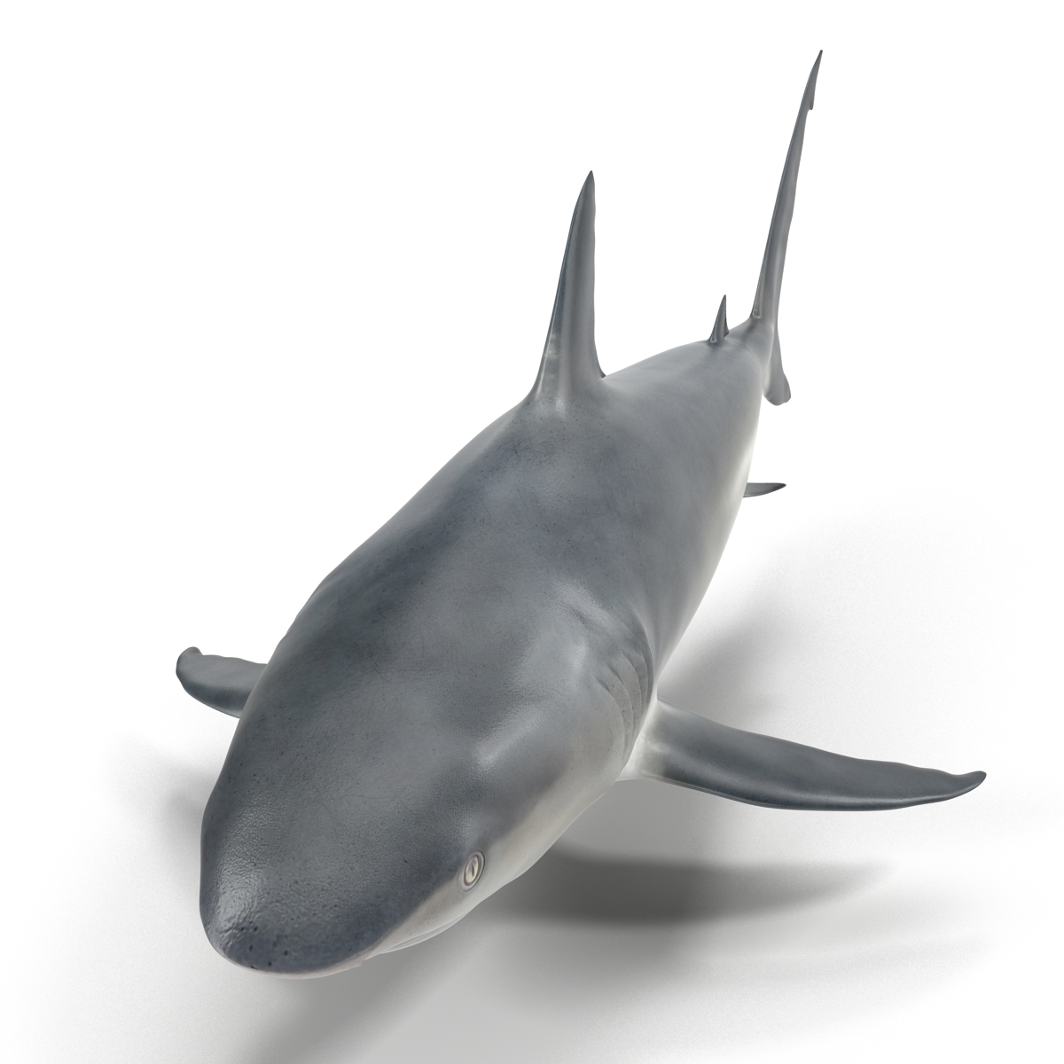 3D model Caribbean Reef Shark