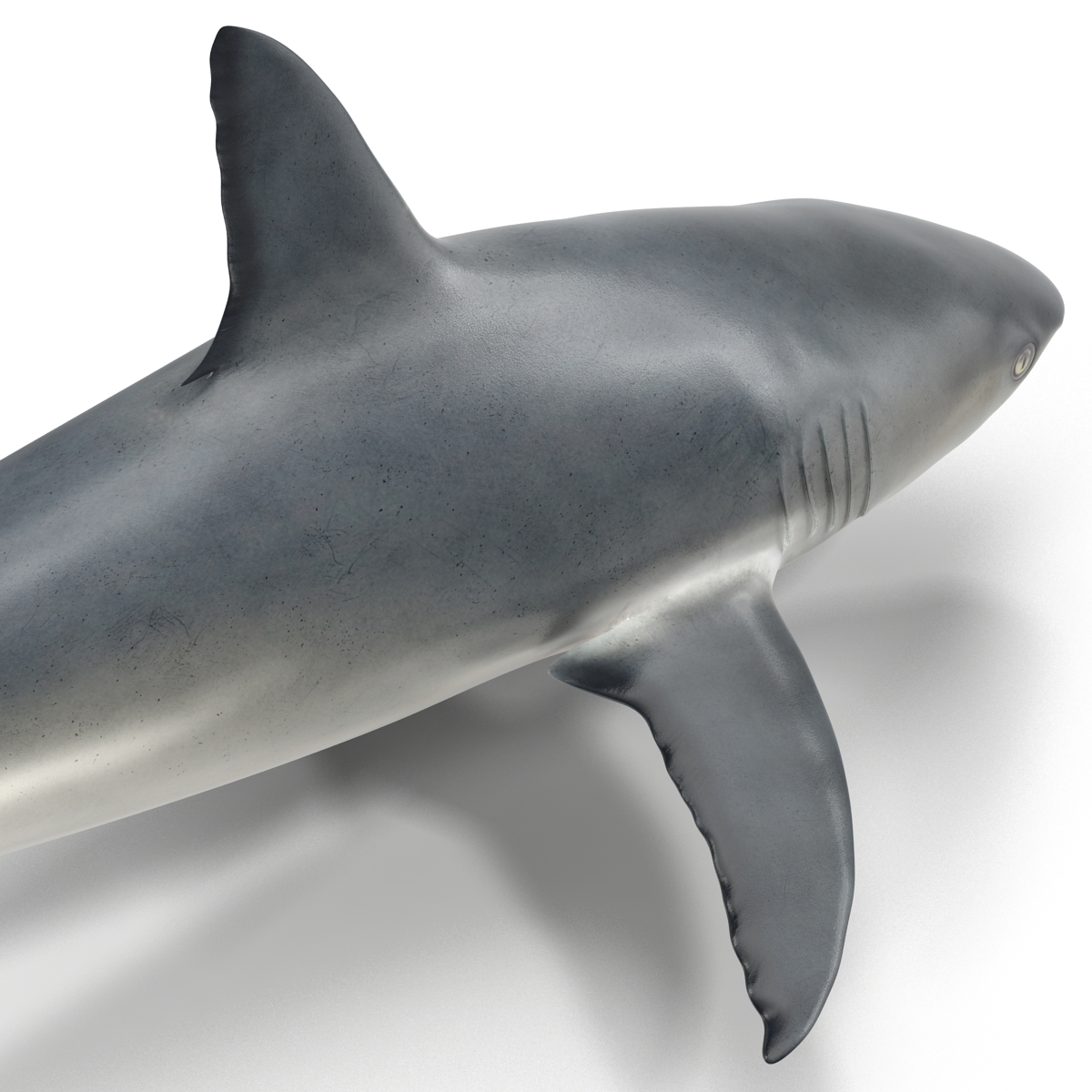 3D model Caribbean Reef Shark