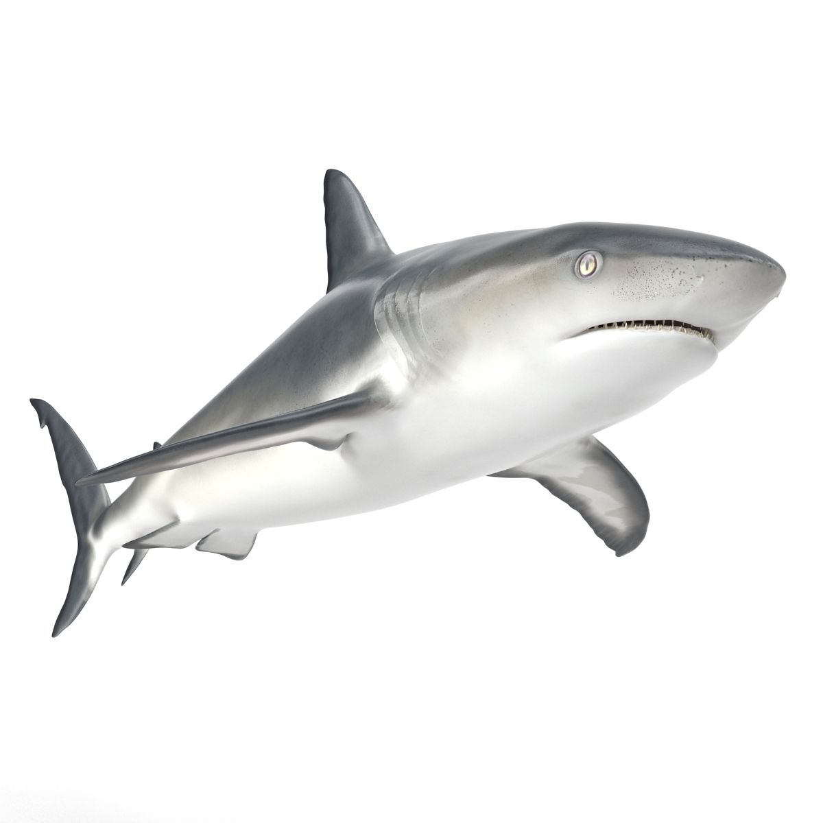 3D model Caribbean Reef Shark