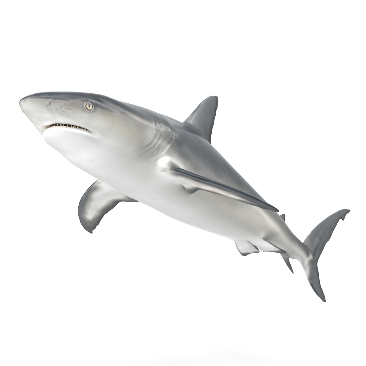 3D model Caribbean Reef Shark