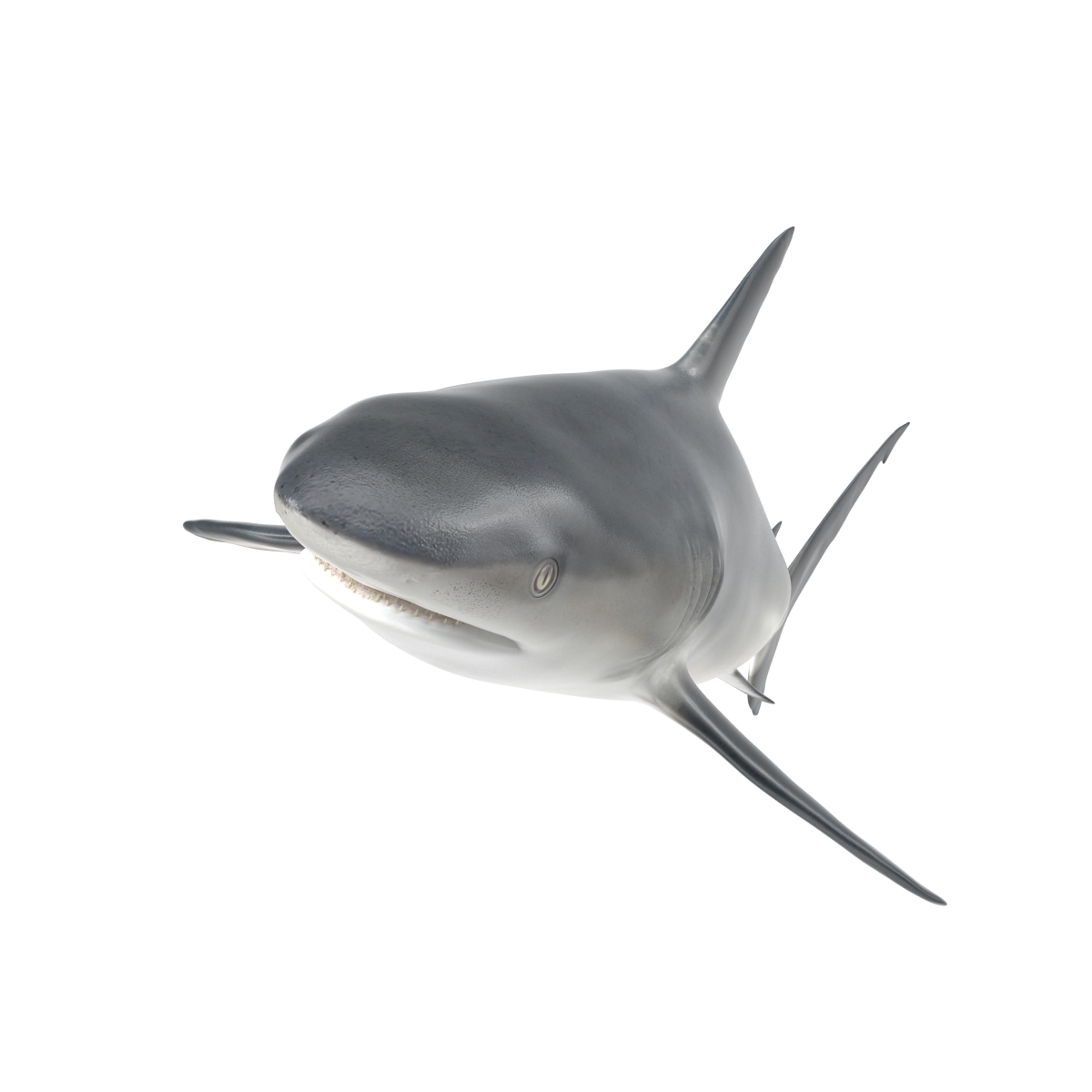 3D model Caribbean Reef Shark