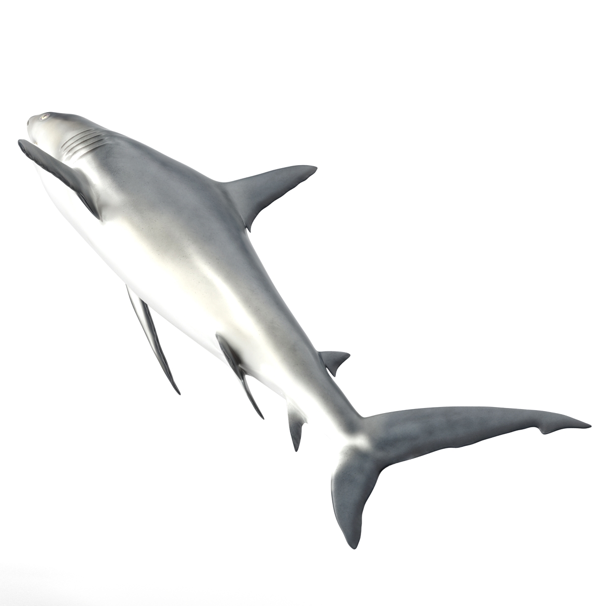 3D model Caribbean Reef Shark