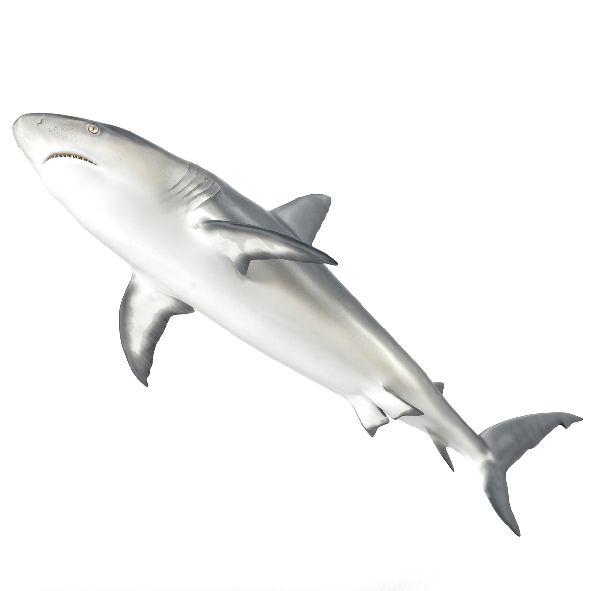 3D model Caribbean Reef Shark