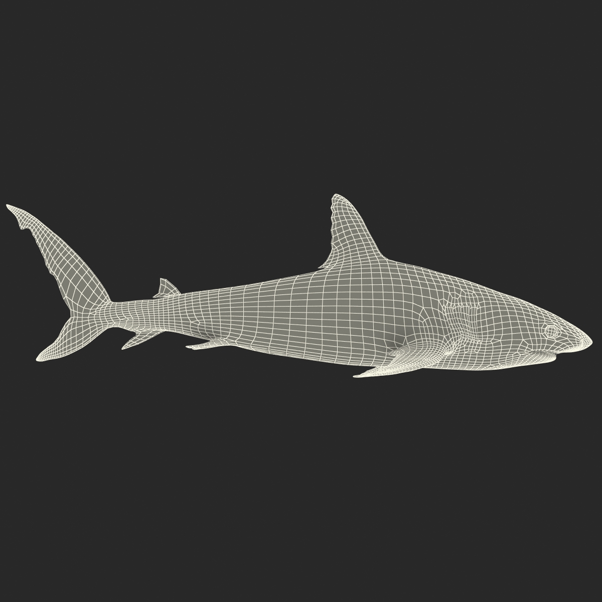 3D model Caribbean Reef Shark