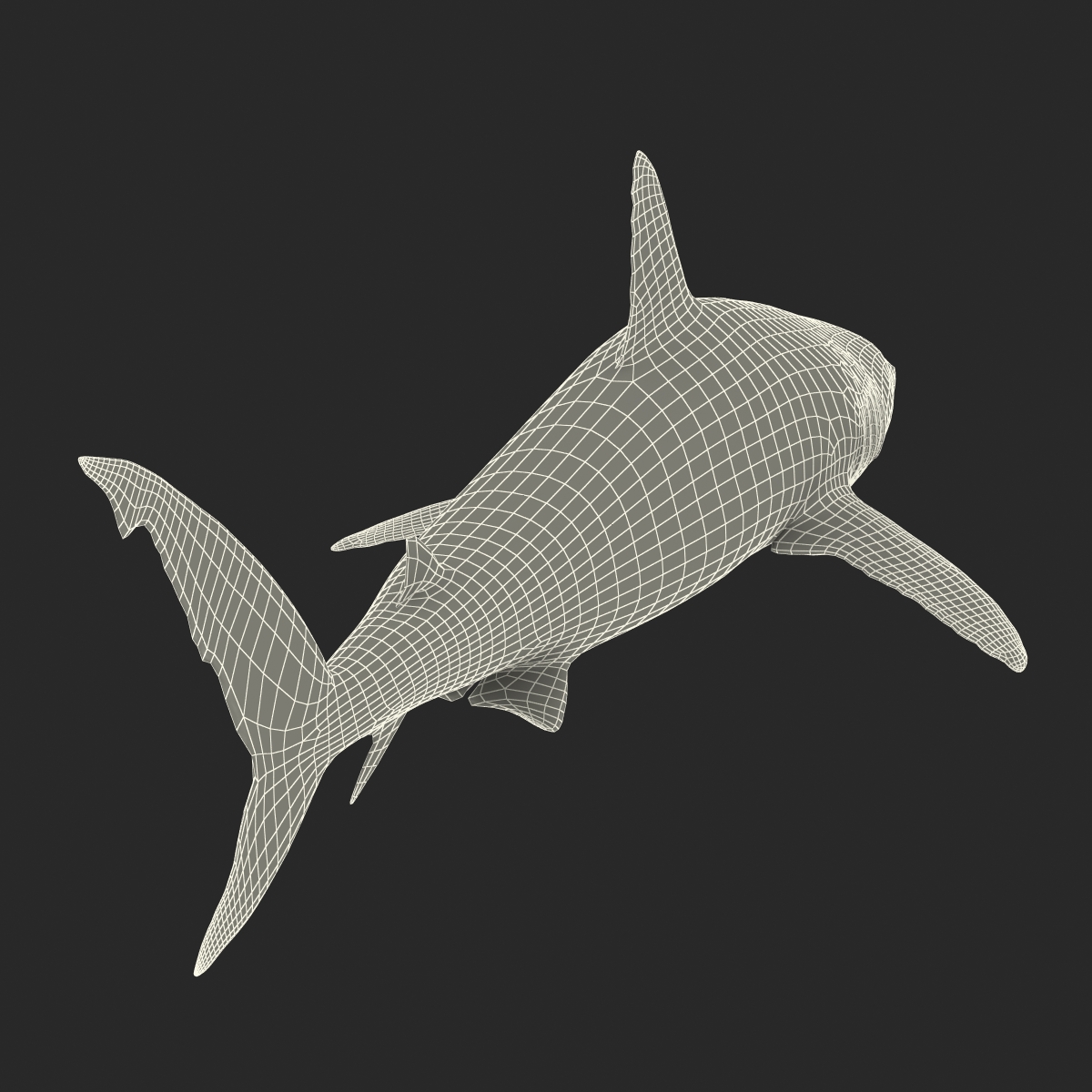 3D model Caribbean Reef Shark