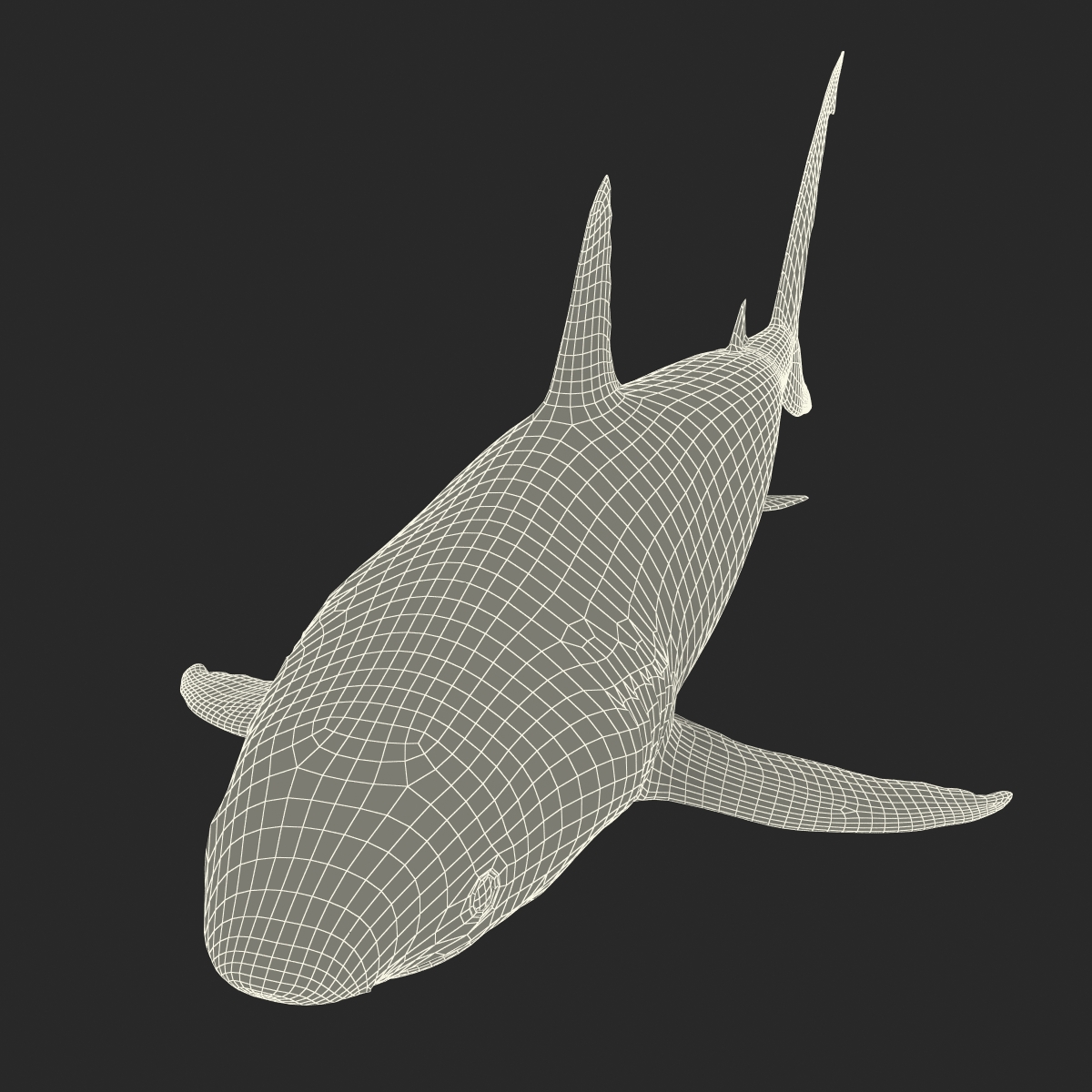 3D model Caribbean Reef Shark