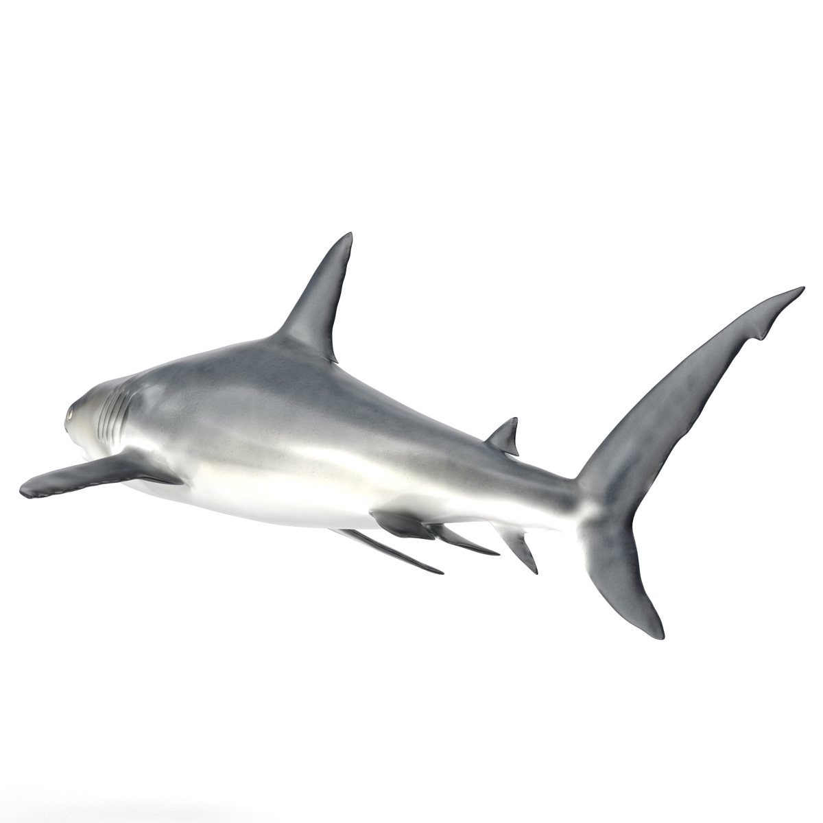 Caribbean Reef Shark Rigged 3D