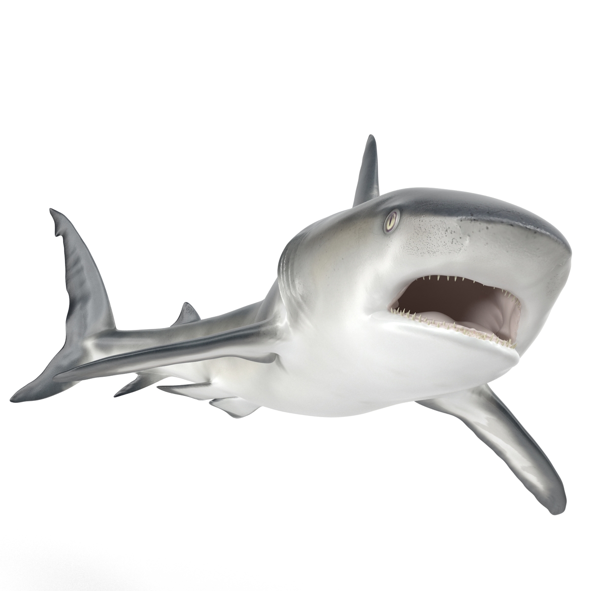 Caribbean Reef Shark Rigged 3D