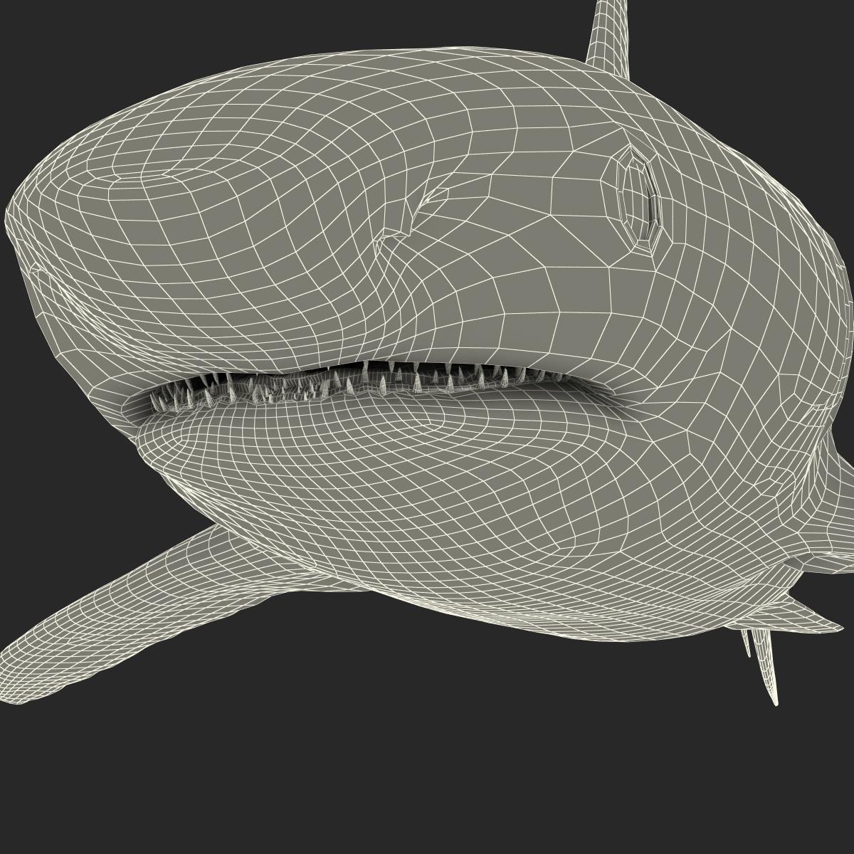 Caribbean Reef Shark Rigged 3D