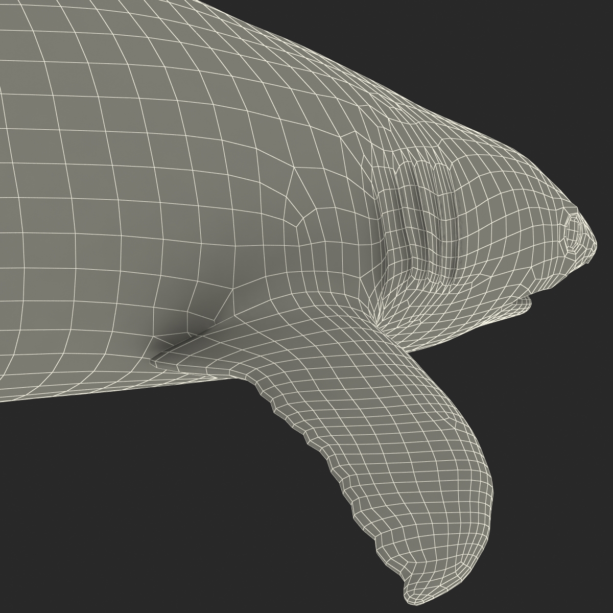 Caribbean Reef Shark Rigged 3D