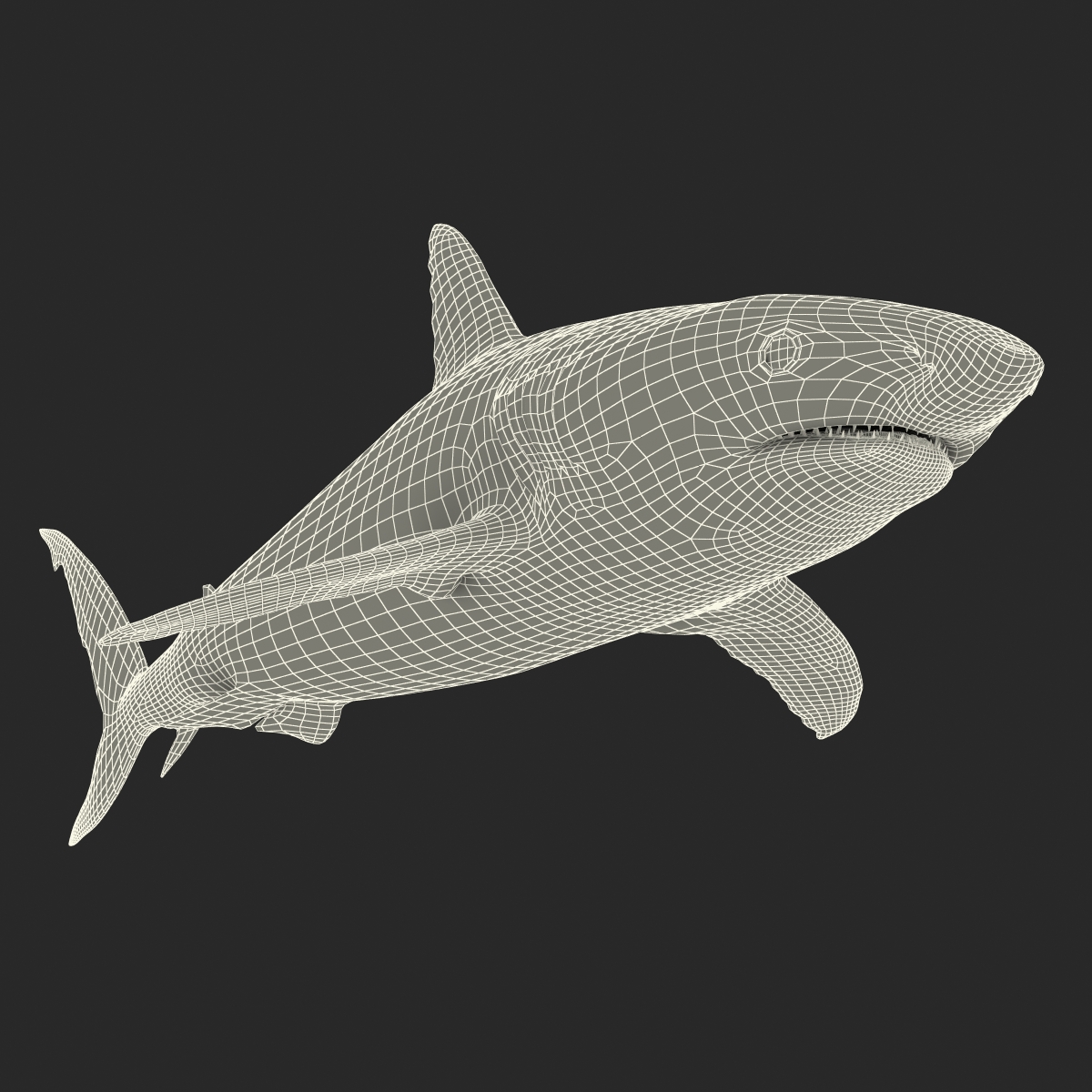 Caribbean Reef Shark Rigged 3D