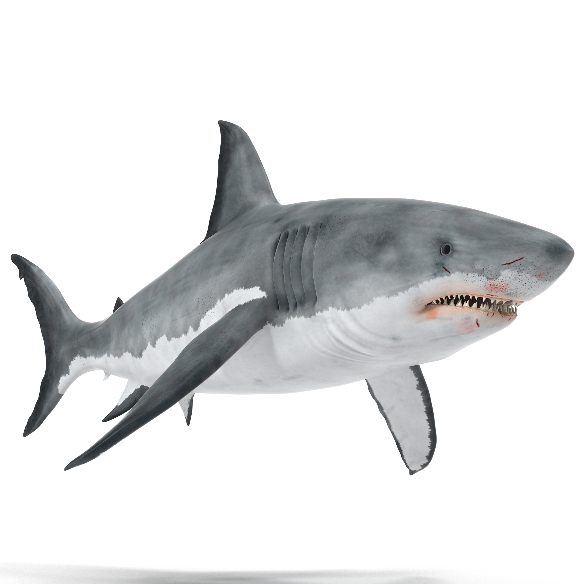 Great White Shark 3D