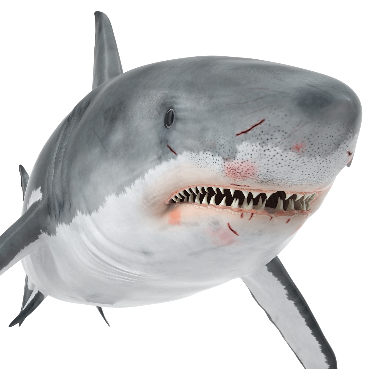 Great White Shark 3D