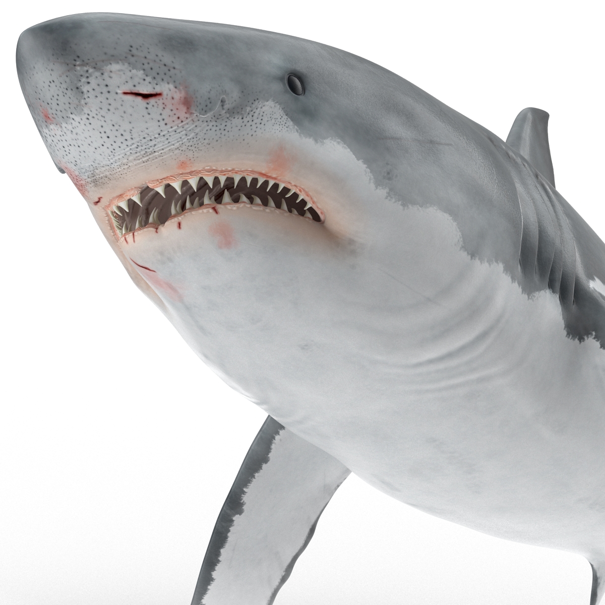 Great White Shark 3D