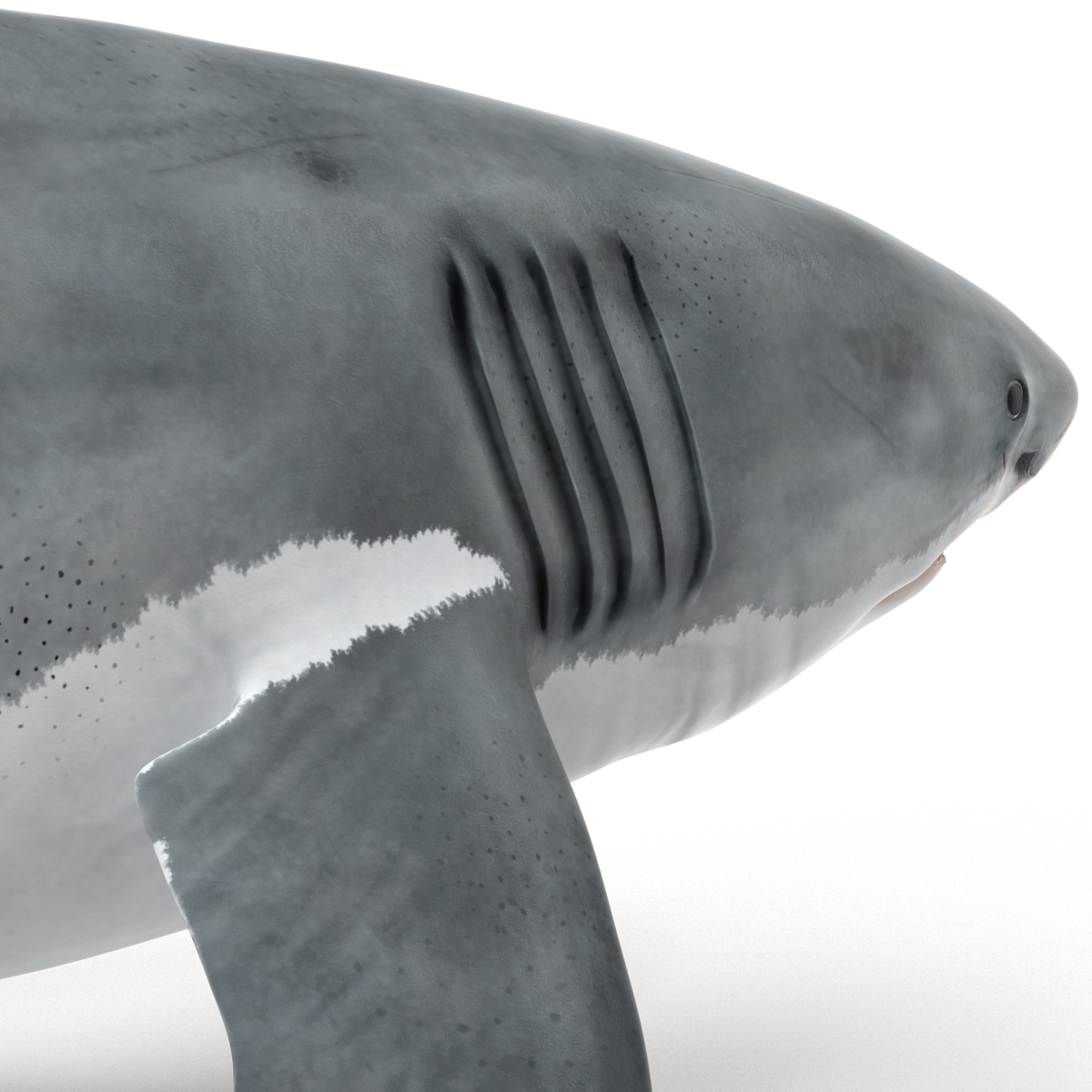 Great White Shark 3D